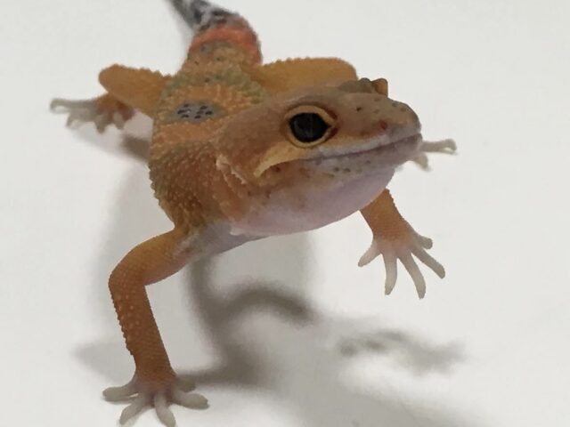156の記事の画像